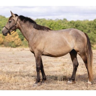 un cheval brun debout dans un champ, avec des arbres en arrière-plan