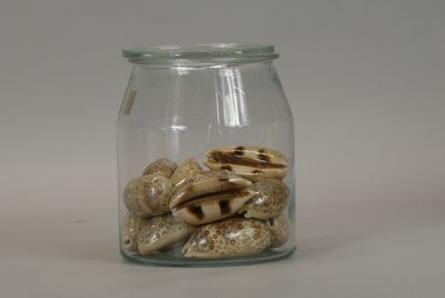 a glass jar with shells in it on a table