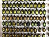many beetles that are on display in a display case