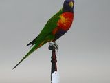 a bird that is sitting on top of a bottle