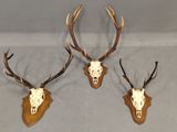 trois têtes de cerfs accrochées au mur, avec leurs bois