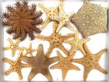 many different types of starfishs in a white box