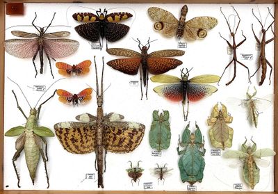 many different kinds of insects displayed in a wooden frame
