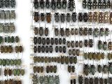 a lot of bugs that are hanging on the wall