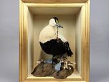 une photo d'un oiseau dans un cadre
