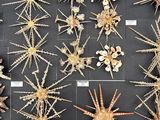 many different types of sea urchins displayed in a display case