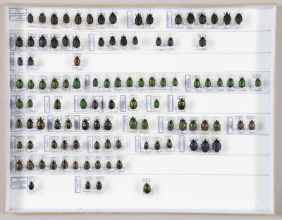de nombreux coléoptères exposés dans un cadre blanc