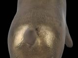 a gold statue of a bull on a black background