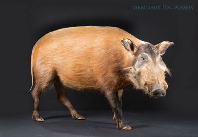 an image of a wild boar standing on a black background