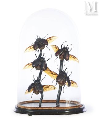 five beetles under a glass dome on a wooden base