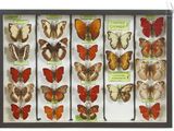 many different types of butterflies in a display case