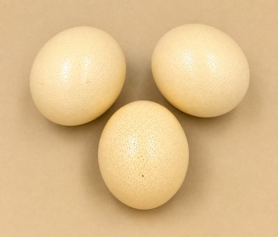 trois œufs blancs posés les uns à côté des autres sur une table