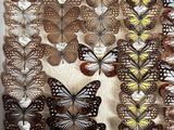 a lot of butterflies that are hanging on the wall