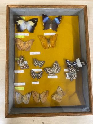 many different types of butterflies displayed in a shadow box