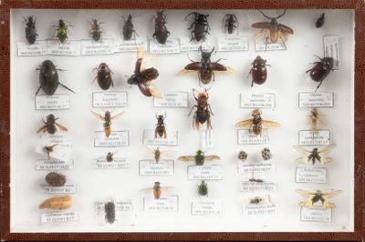 de nombreux types d'insectes exposés dans une vitrine