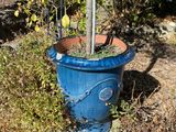 a blue potted planter with a tree in it