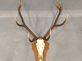 une image représentant une tête de cerf accrochée au mur d'une pièce