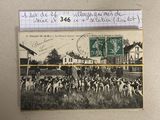 une photo d'une carte postale représentant un troupeau de bovins