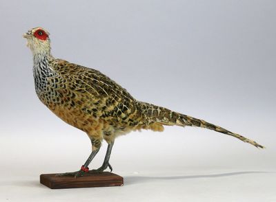 Faisan de Wallich femelle - Catreus wallichii - sur socle en…