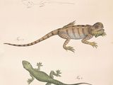 a drawing of lizards and lizards on a sheet of paper
