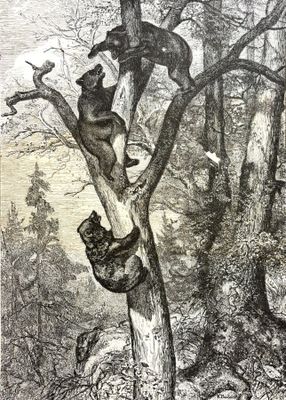 un dessin représentant un ours grimpant à un arbre dans les bois