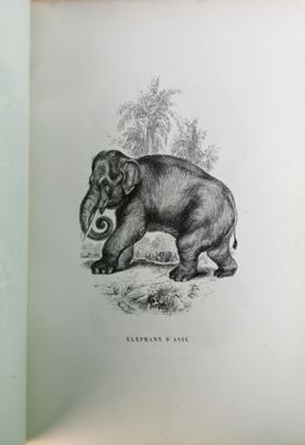 une photo d'un éléphant debout dans l'herbe