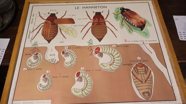 Tableaux pédagogiques édition ROSSIGNOL Montmorillon : 1 planche ...