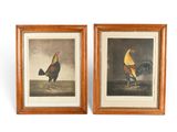 lot de deux reproductions encadrées représentant des coqs sur fond blanc