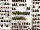 a lot of beetles that are on display in a glass case