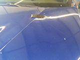 a bug that is sitting on the hood of a blue car