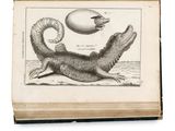 un vieux livre sur lequel figure le dessin d'un lézard et d'un poisson