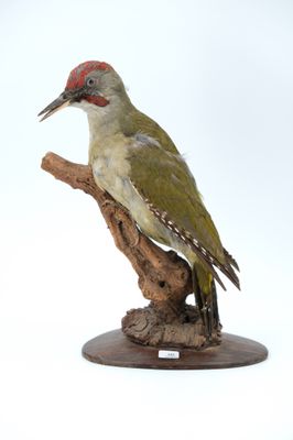 a bird that is sitting on top of a tree branch