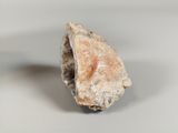 an image of a shell on a white surface