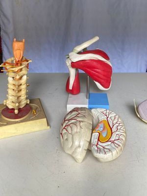 trois types différents de figurines représentant l'anatomie humaine, posées sur une table