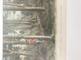 a picture of a postcard of a group of foxes in the woods