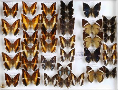 de nombreux types de papillons exposés dans un cadre blanc