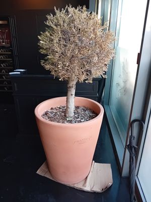 une plante en pot posée sur un rebord de fenêtre