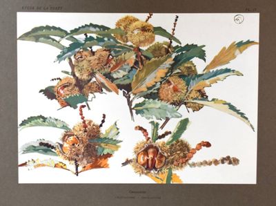 une photo d'une photo d'une plante sur laquelle poussent des noix