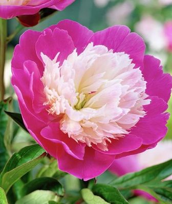 pink and white peonie flower with green leaves in a garden