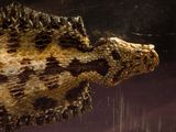 an image of a close up of a snake head
