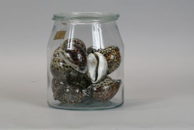 a glass jar with shells in it on a white surface