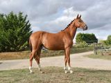 a horse that is standing in the grass near a dirt road