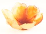 a close up of a flower on a white surface