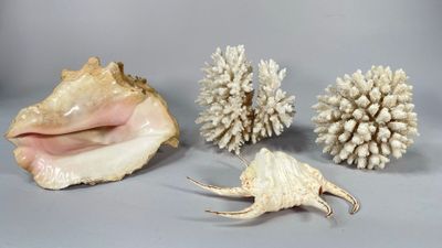 trois coquillages posés sur une table
