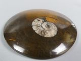 a fossil like object on a white surface