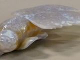 a shell with a shell shaped like a turtle on a table