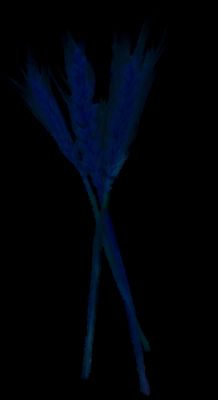 a blue flower that is glowing in the dark