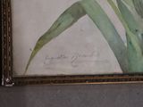 a picture of a painting of a yellow tulip in a gold frame