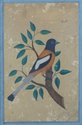 Etude d'oiseau, Inde, Company School, XIXème siècle. - Photo 1