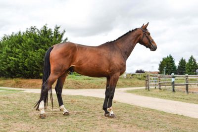 a horse that is standing in the grass by a fence